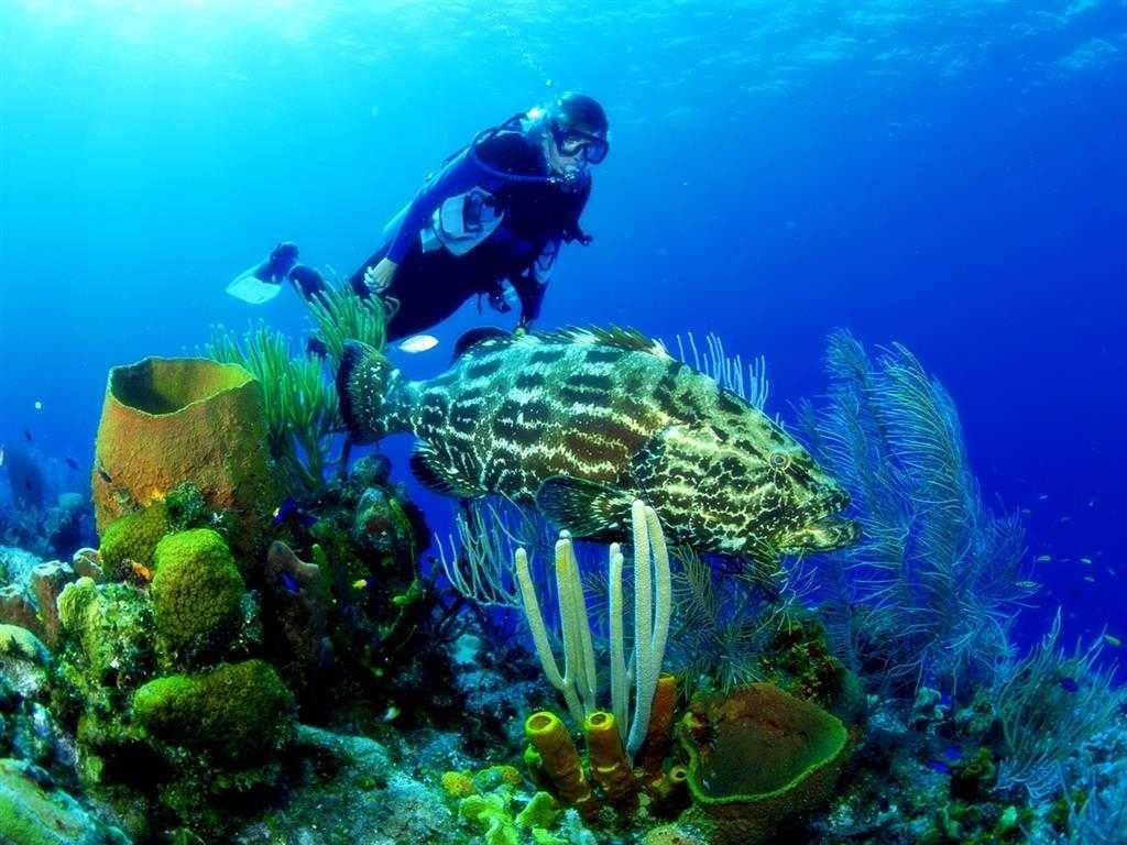 Scuba diving Nha Trang