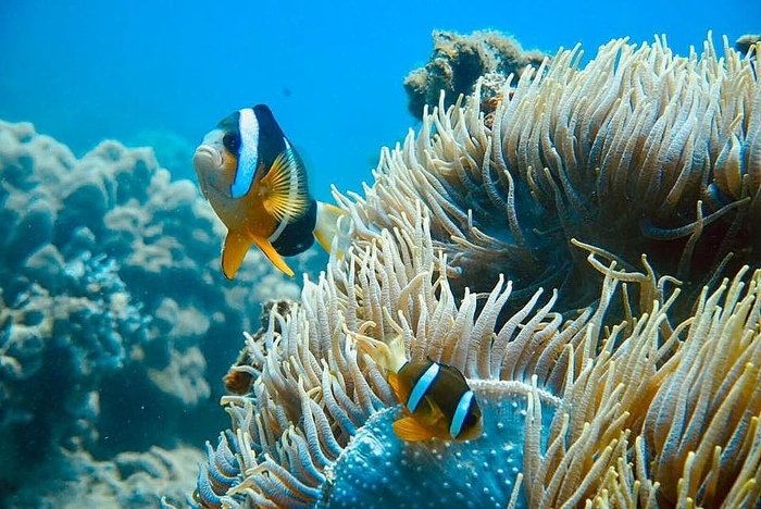 coral Nha Trang