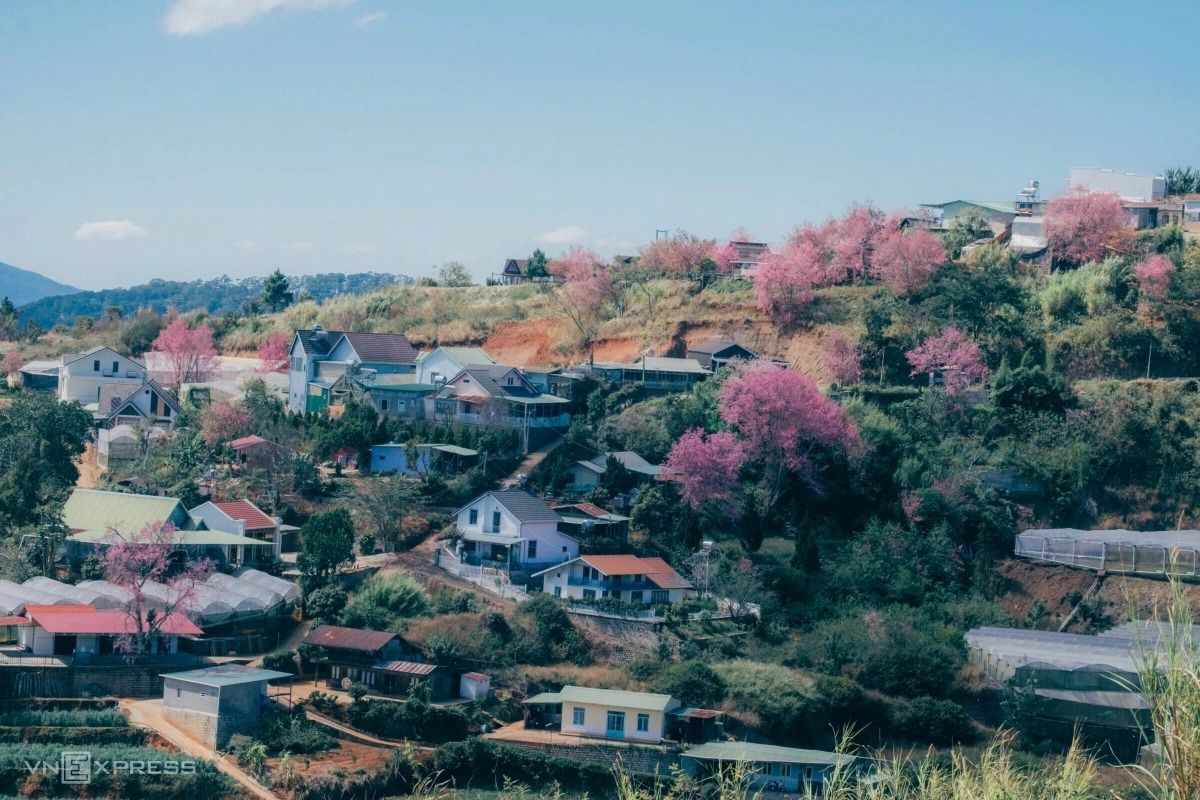 Dalat Apricot Blossom