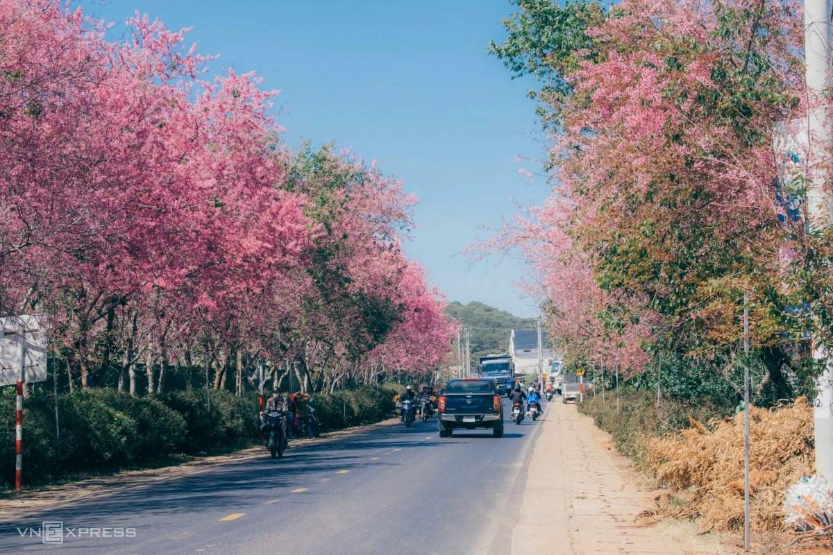 Dalat Apricot Blossom