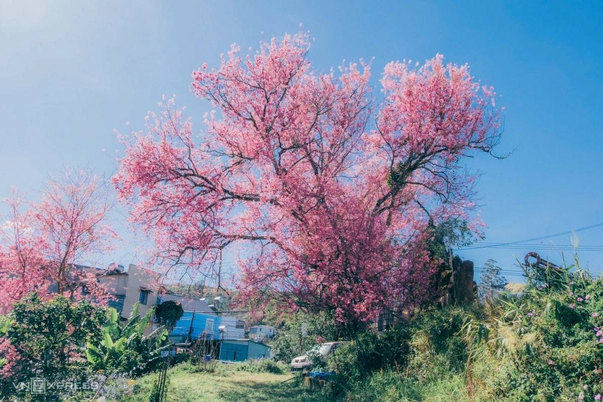 Dalat Apricot Blossom