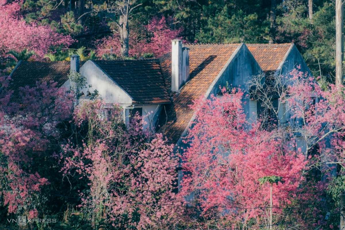 Dalat Apricot Blossom