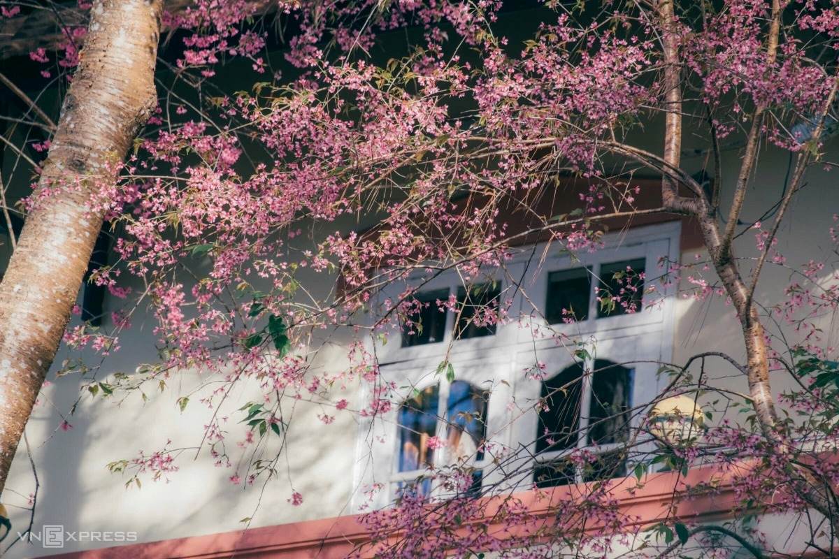 Dalat Apricot Blossom