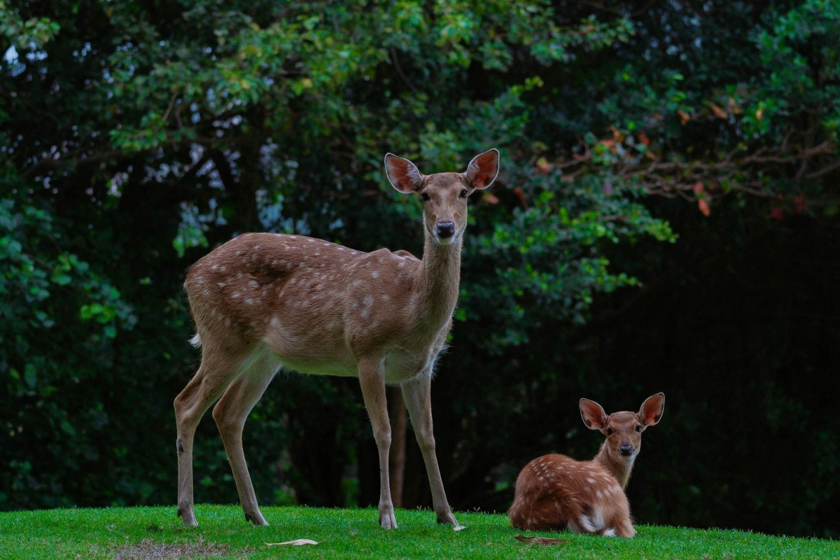 Indopura Cup 2026 Indopura Cup 2026
