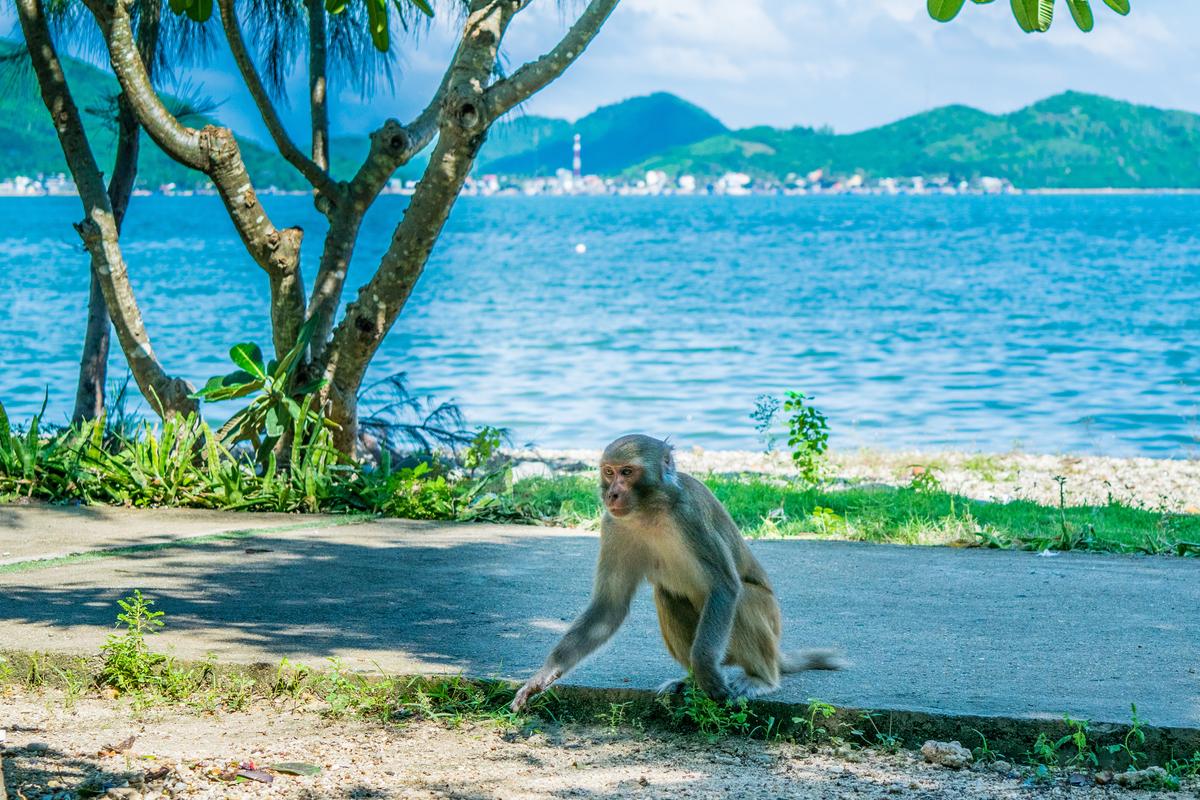 Nha Trang monkey island Nha Trang monkey island