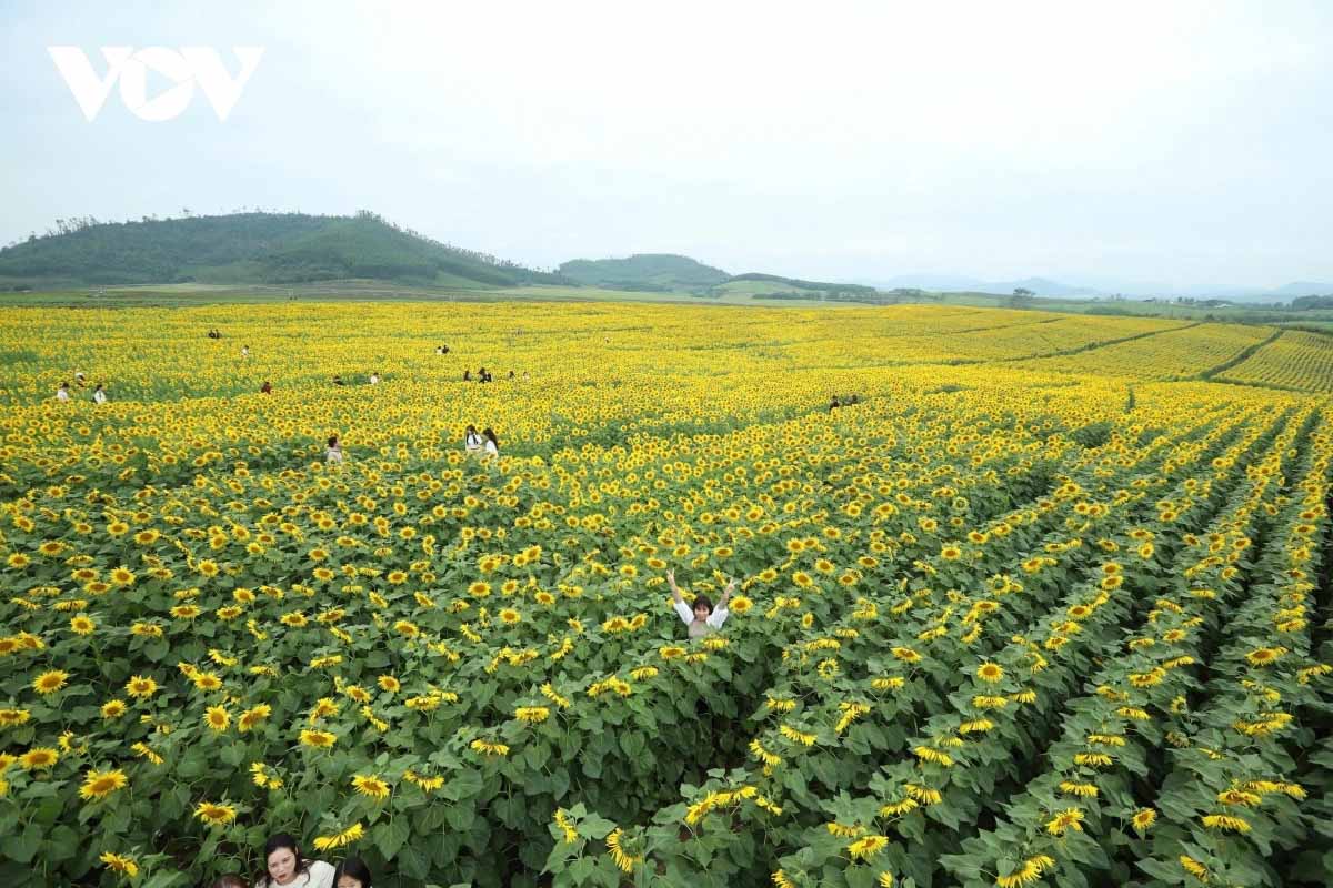 Sunflower field Nghe An