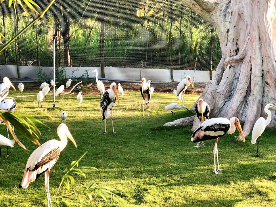 FLC Safari Zoo Quy Nhon