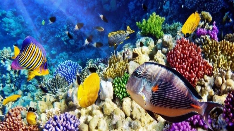 Snorkeling Nha Trang